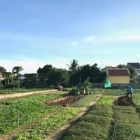 Vegetable Village.