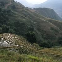 Muddy rice paddies in October.