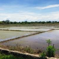 Flooded rice fields.