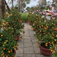 Kumquat trees.