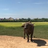 A water buffalo..