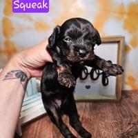 Female phantom Maltipoo