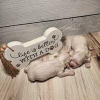 Two TINY females born Jan 28th