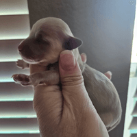 Female Tan Maltipoo