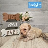 Male maltipoo born Jan 10th