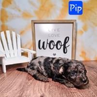Male Phantom Merle Maltipoo