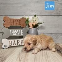 Male maltipoo born Jan 10th