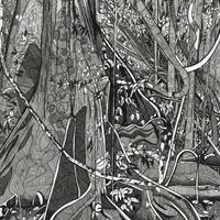 Rainforest Maleny