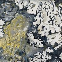 As Above So below (lichen)