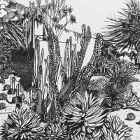 Succulent gardens Sydney