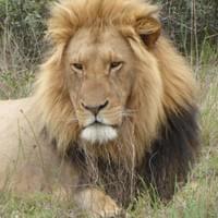 The King in His Realm