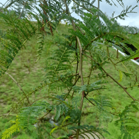 Plantación especies nativas