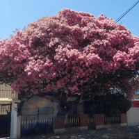 Árboles monumentales