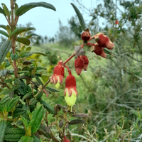 Inventario florístico