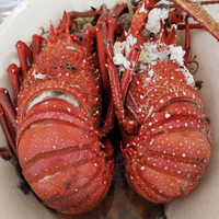 Steamed Lobster