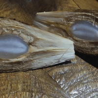 Kibal (Nipa Fruit)
