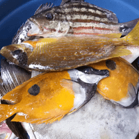 Colorful Fishes - fresh catch