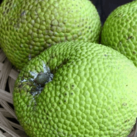 Bread Fruit