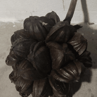 Kibal (Nipa Fruit)