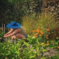 Harvesting natural colour