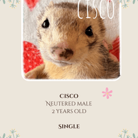 ON HOLD - ADOPTION PENDING