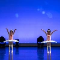 Daylily Flower -2025