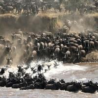 The great migration