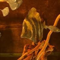 Fisherman’s Dream, 2019, illustrated book, photograph, eraser shavings, resin clay, furniture, narration, short story