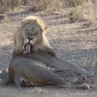 Im Kgalagadi Nationalpark