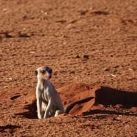 "Nachbarn" auf Bagatelle