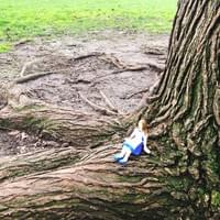 Alice under the tree
