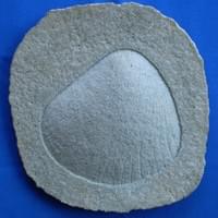 Shell Fossil