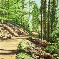 Frühlingswaldspaziergang