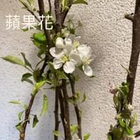 習美堂半日閑人文茶空間