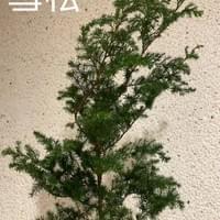 習美堂半日閑人文茶空間