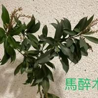 習美堂半日閑人文茶空間