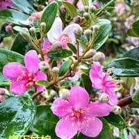 習美堂半日閑人文茶空間