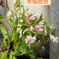 習美堂半日閑人文茶空間