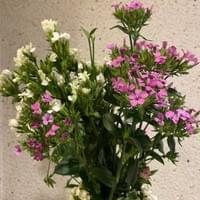 習美堂半日閑人文茶空間