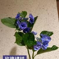 習美堂半日閑人文茶空間