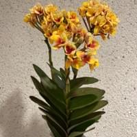 習美堂半日閑人文茶空間