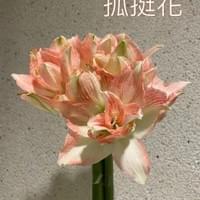 習美堂半日閑人文茶空間