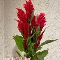 習美堂半日閑人文茶空間