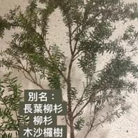 習美堂半日閑人文茶空間