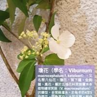 習美堂半日閑人文茶空間