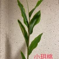 習美堂半日閑人文茶空間