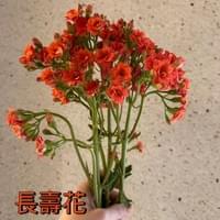 習美堂半日閑人文茶空間