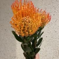 習美堂半日閑人文茶空間