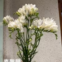 習美堂半日閑人文茶空間