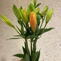 習美堂半日閑人文茶空間